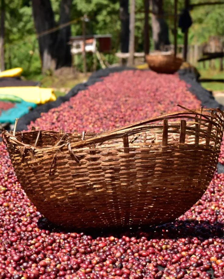 Sidamo Coffee