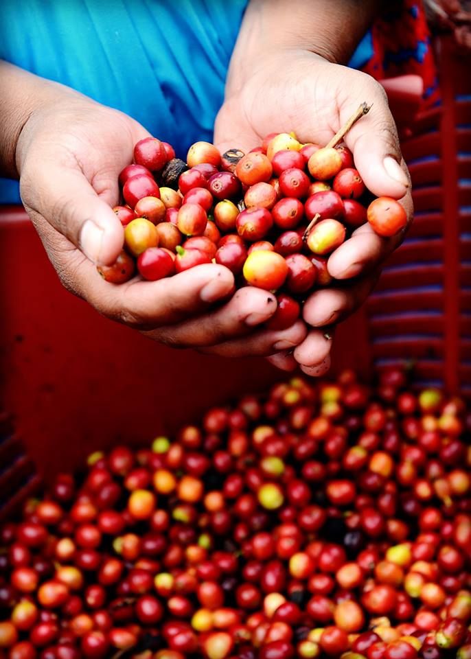 Guji Hambela Coffee